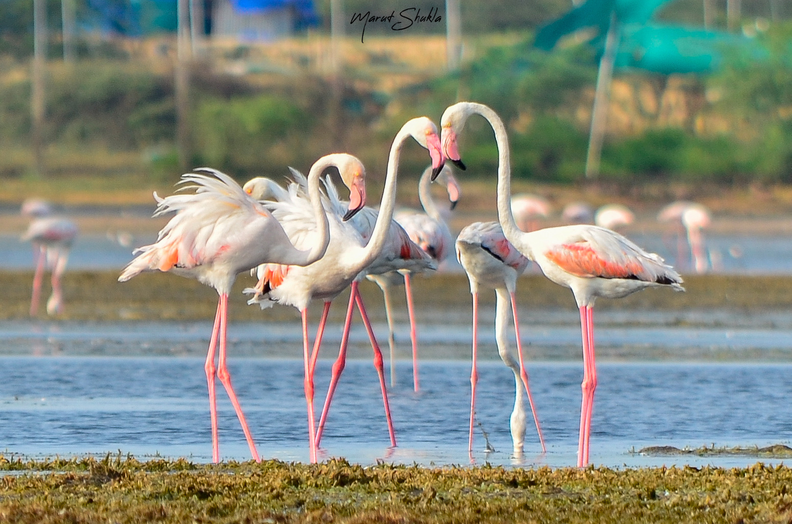Flamingos · Gujarat